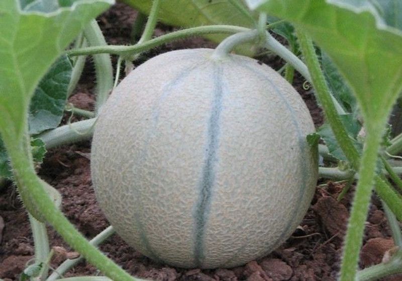 Paudha Muskmelon Fruit Seed  (51 per packet)