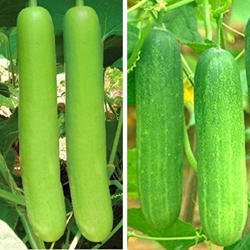 Srida Lauki Bottle Gourd & Kheera Cucumber Seed  (20 per packet)