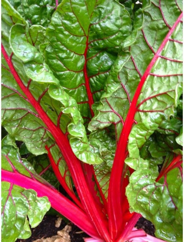XOLDA Swiss Chard Red Plant Seed  (21 per packet)