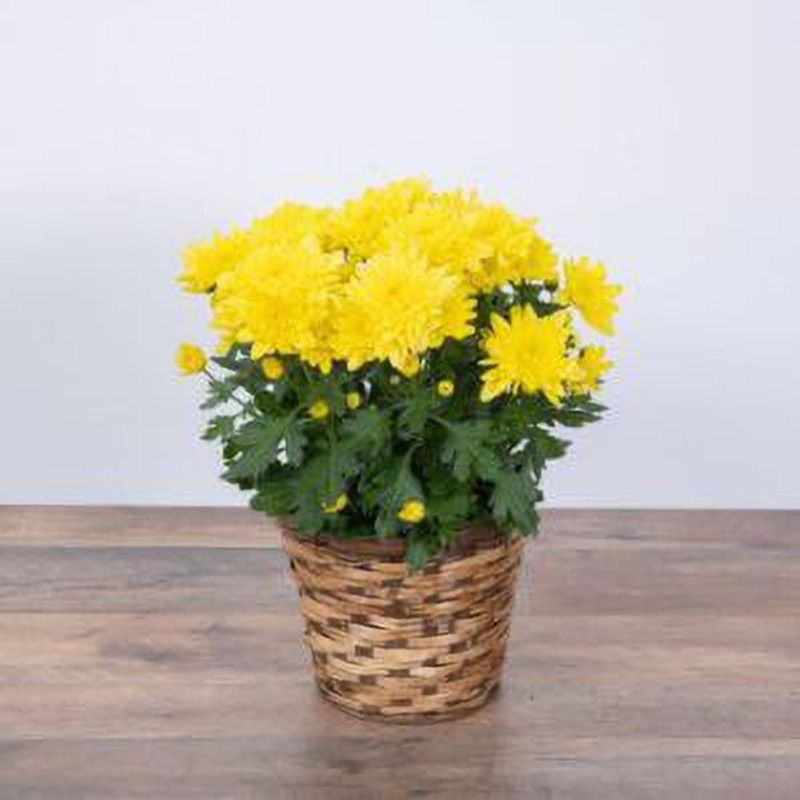 Nodoc Chrysanthemum flower Seed  (17 per packet)