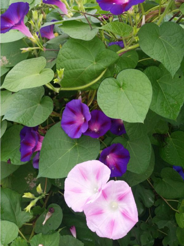 XOLDA Morning Glory Seed  (44 per packet)