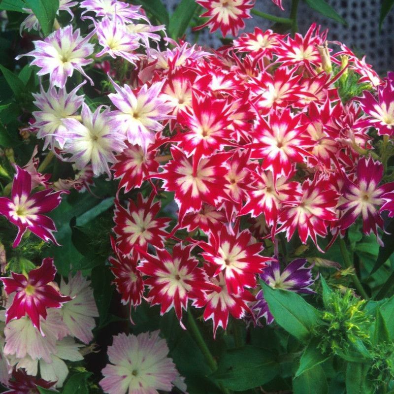 XOLDA Phlox twinkle mix Seed  (80 per packet)
