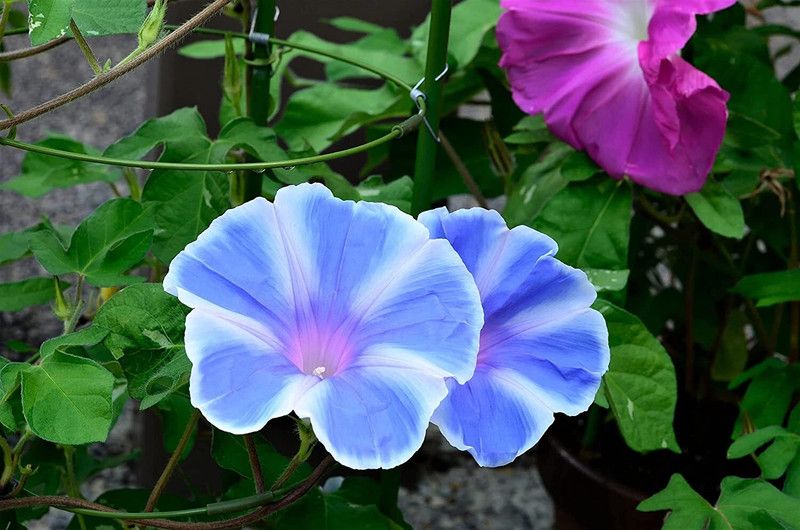 ACCELCROP Morning Glory Ipomoea Seiryu Blue Dragon Seed  (100 per packet)
