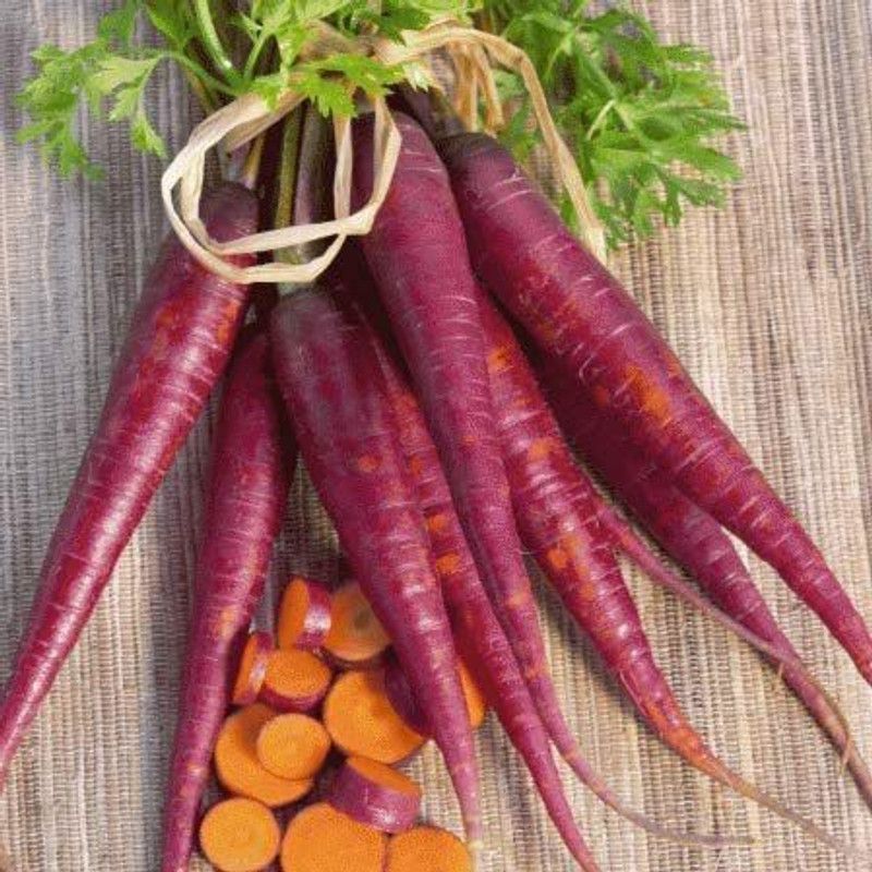VibeX VXI-231 Purple Carrot Seeds Seed  (500 per packet)