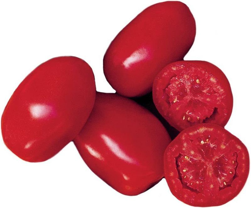 VibeX XLR-57 - Fresh Salsa Tomato - (1350 Seeds) Seed  (1350 per packet)