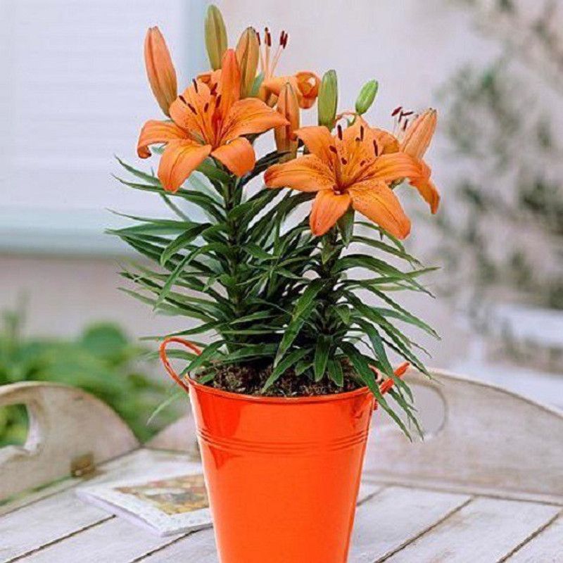 Eco Ocean Lily Plant  (Pack of 1)