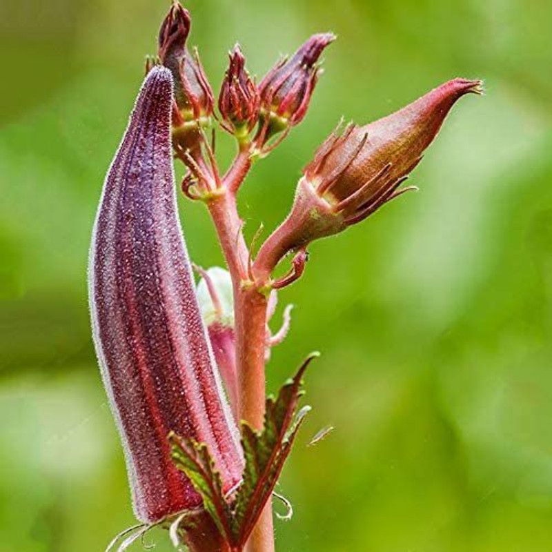 MKR Enterprises Red Okra Seed  (500 per packet)