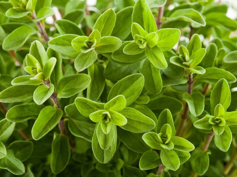 Mozette Marjoram Plant Seed  (15 per packet)