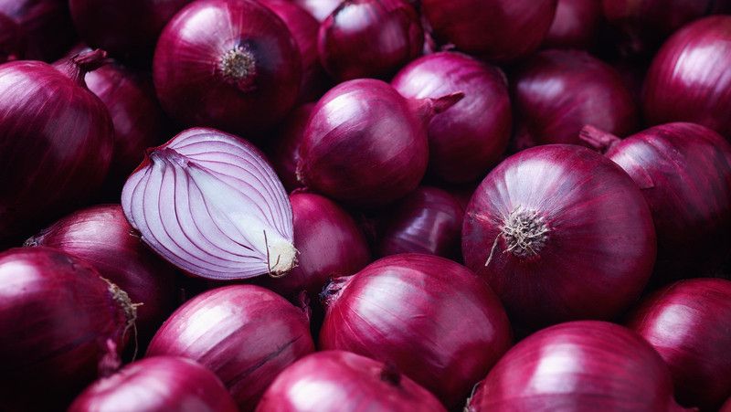 XOLDA Hybrid Red onion Seed  (74 per packet)