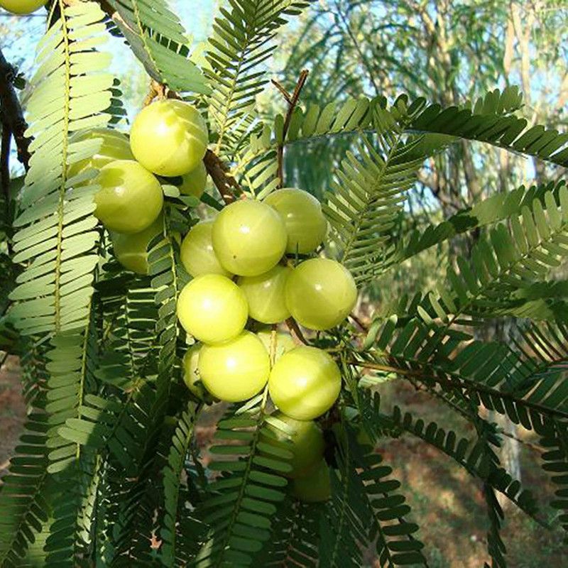 Royplant Amla Plant  (Hybrid, Pack of 1)