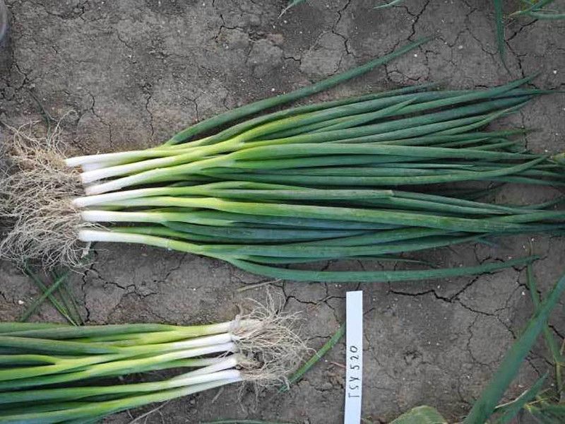 Nodoc Bunching onion Seed  (90 per packet)