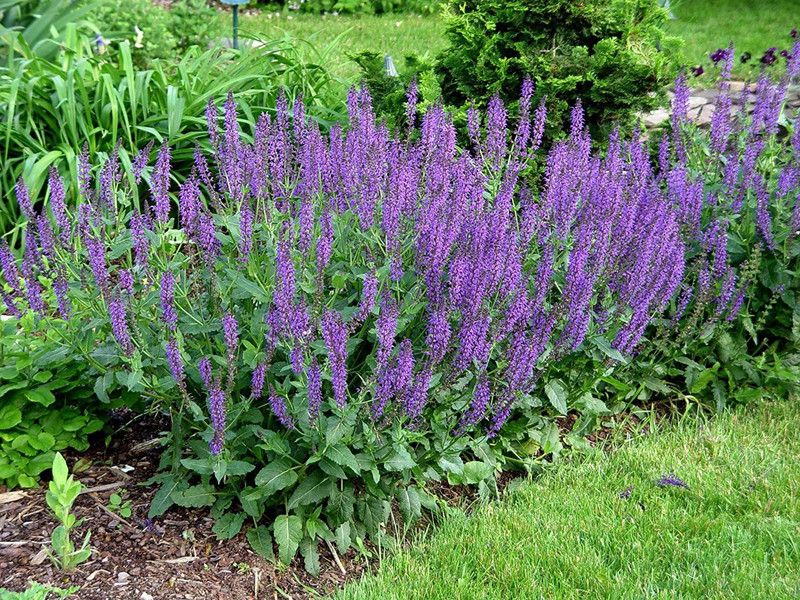 CYBEXIS Salvia Blue Farineciea Seed  (1 g)