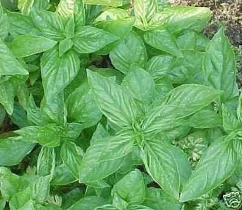 VibeX ® XXL-33 Certified Genovese Sweet Basil Seed  (1000 per packet)