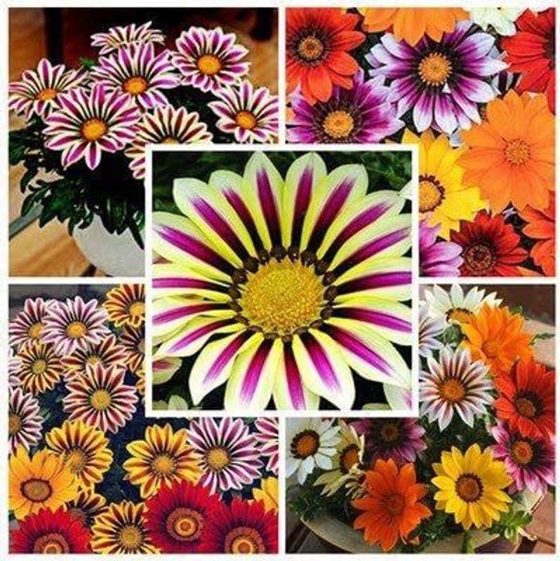 CYBEXIS Rare Gazania Seeds for Home Seed  (50 per packet)