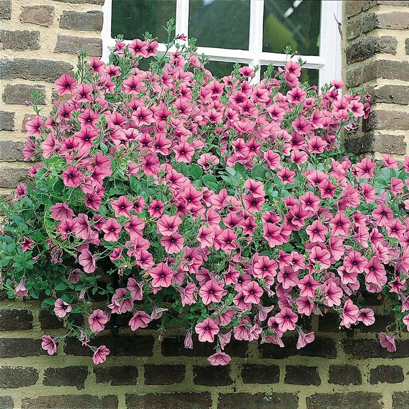 CYBEXIS Morning Glory Petunia Seeds Mix Colors Seed  (50 per packet)
