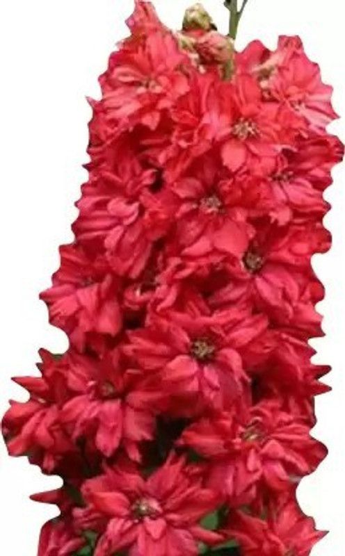 Aro Delphinium Seed  (31 per packet)