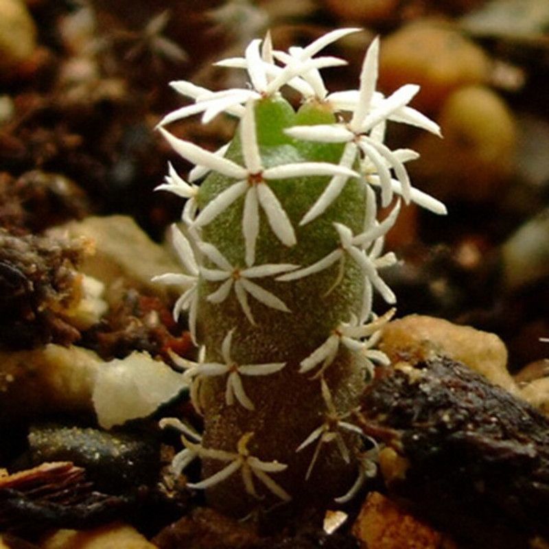 Futaba White thorn Ball Cactus - 10Pcs Seed  (10 per packet)