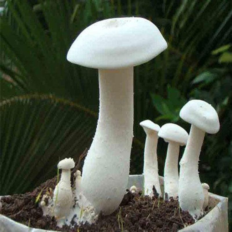 PLANTZON Mushroom Seed  (30 per packet)
