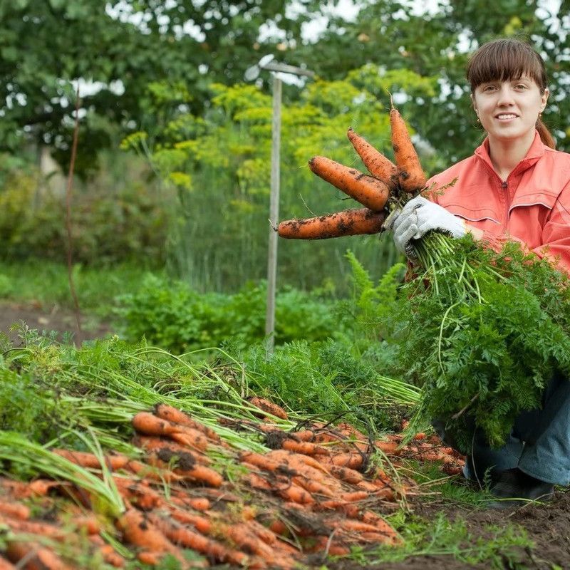 WILLVINE Vegetable Seeds, Carrot - Flakkee Seed  (1000 per packet)