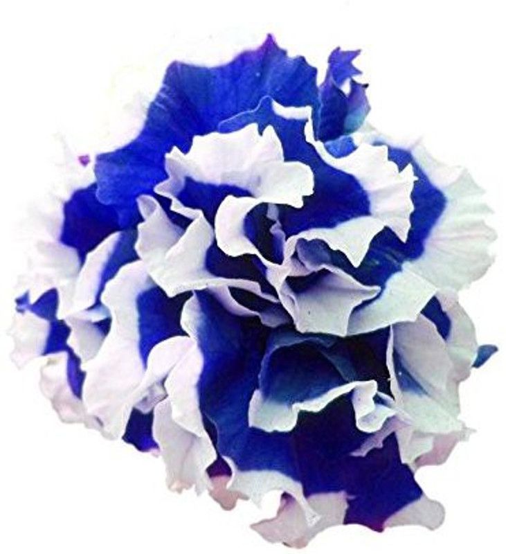 CYBEXIS Rare Petunia Petals Blue with White Side Seeds Seed  (1 g)
