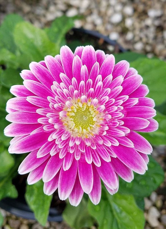 CYBEXIS Gerbera jamesonii,Hot Pink Color Gerbera Daisy Seed  (1 g)