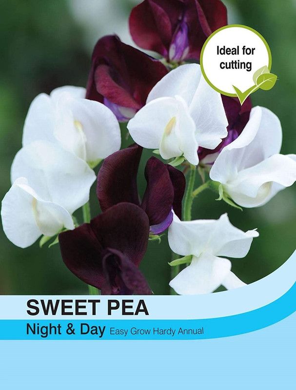 CYBEXIS Flowers - Sweet Pea Night & Day Seed  (1 g)