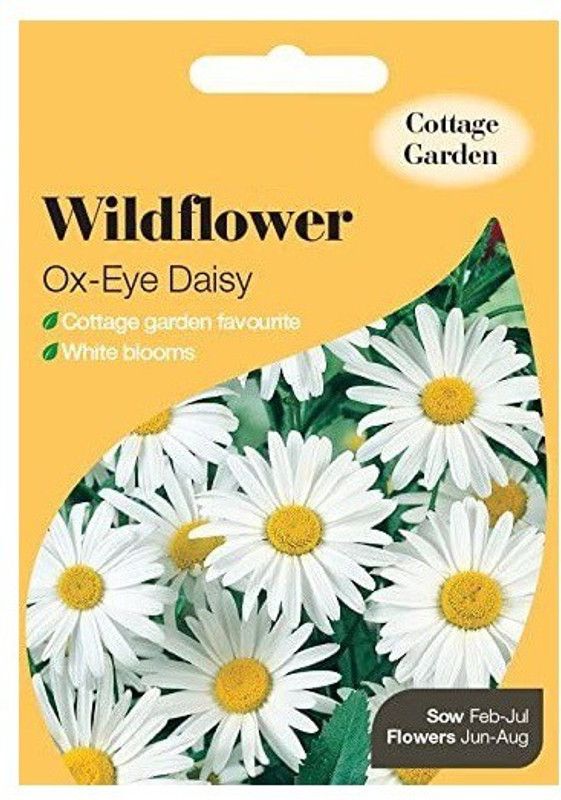 CYBEXIS Imported Wildflower Ox-Eye Daisy Seed  (50 per packet)