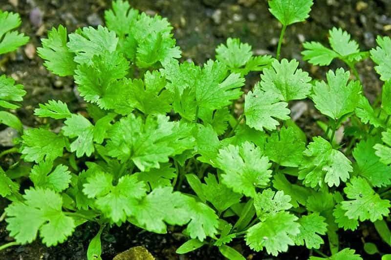 PLANTZON Corriander/Kothmir Seed  (15 per packet)