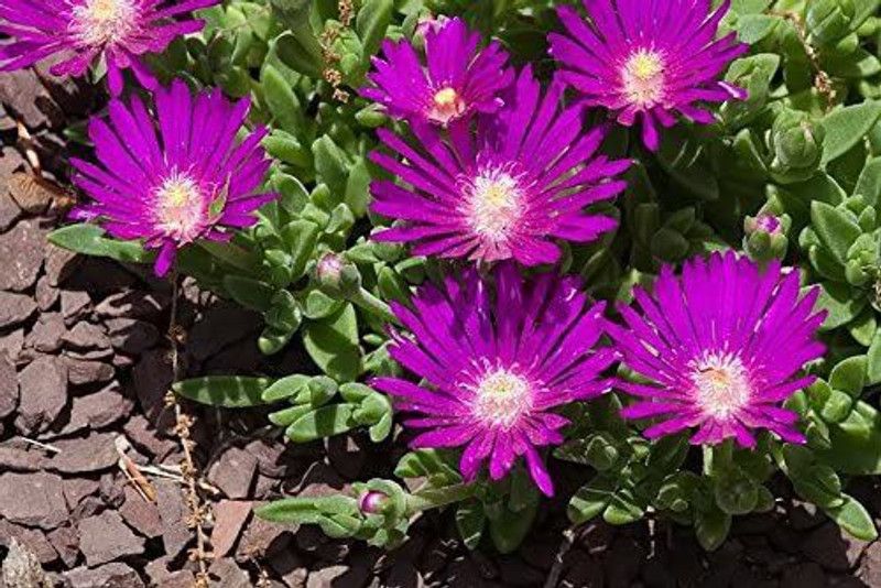 CYBEXIS STARDUST ICE PLANT Mesembryanthemum Delosperma Floribunda Purple Flower Seeds Seed  (1 g)