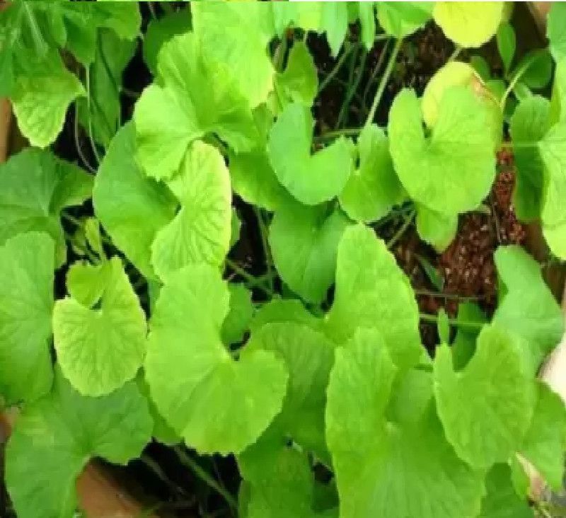 wequaltiy Centella asiatica seeds(bulbs)/thalkudi bulbs for home garden Seed  (13 per packet)