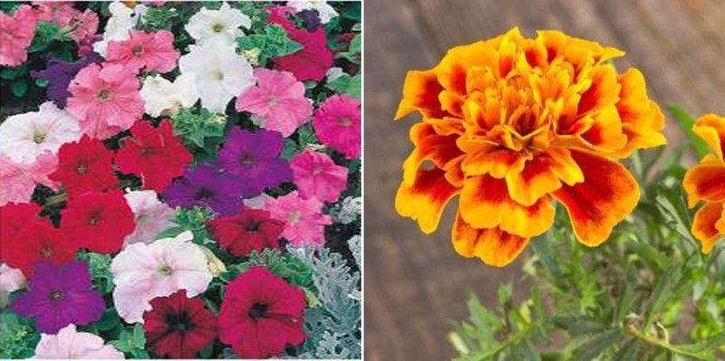 dreamseawaves Marigold African Mixed Summer&Petunia Mixed Winter Seed  (20 per packet)