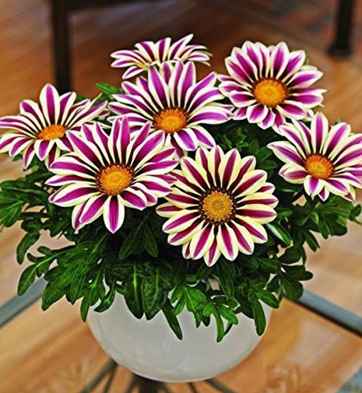 CYBEXIS Gazania Rose strip seed Seed  (50 per packet)