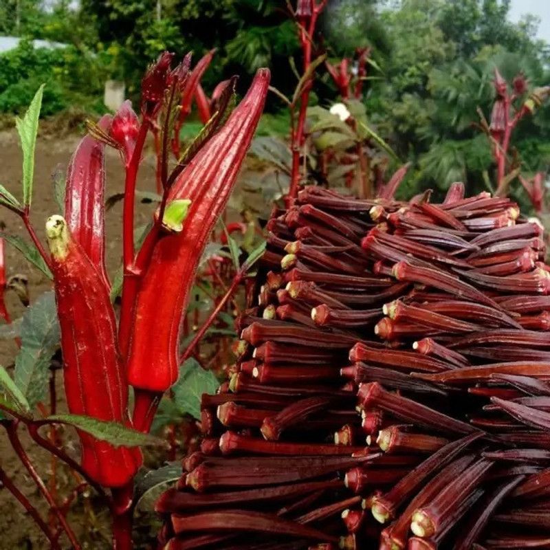 Aro Lady Finger Red, Okra, Bhindi Seed  (31 per packet)