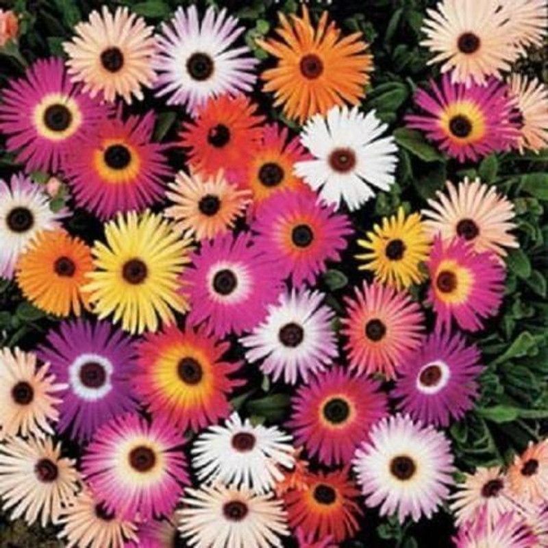 CYBEXIS Ice Plant Flower Seeds (Dorotheanthus Bellidiformis) Seed  (1 g)