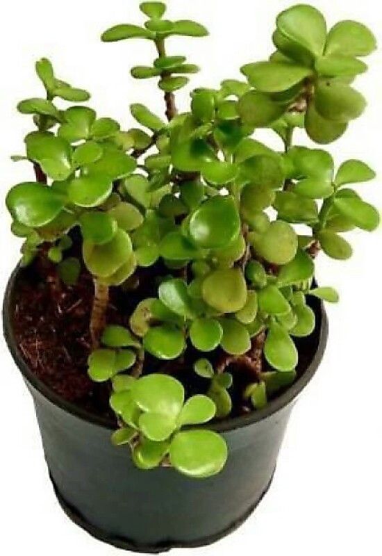 FLYBUY Jade Plant  (Pack of 1)