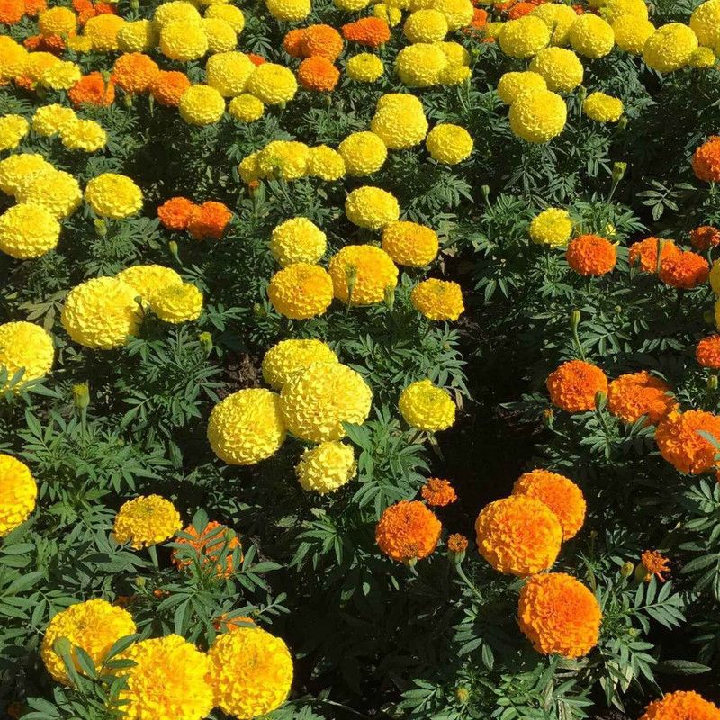 XOVO Exotic Marigold Flower Seed  (60 per packet)