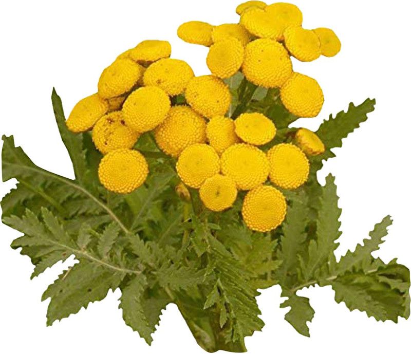 Redoak Perennial Blooming Tansy Yellow Flower Seed  (100 per packet)