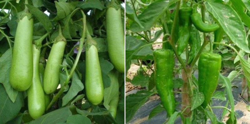 xcentax Chilli F1 Corno DI Torro (Hybrid), Green Long Brinjal Summer Vegetables Seed  (20 per packet)