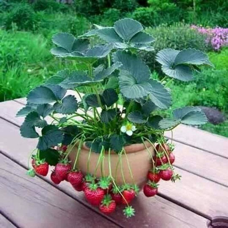 Aywal Good Germination Strawberry Fruit Seed  (30 per packet)