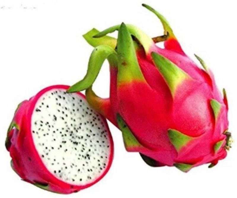 Oliver HIGH Quallity F1 hybrid Dragon fruit sees Seed  (115 per packet)