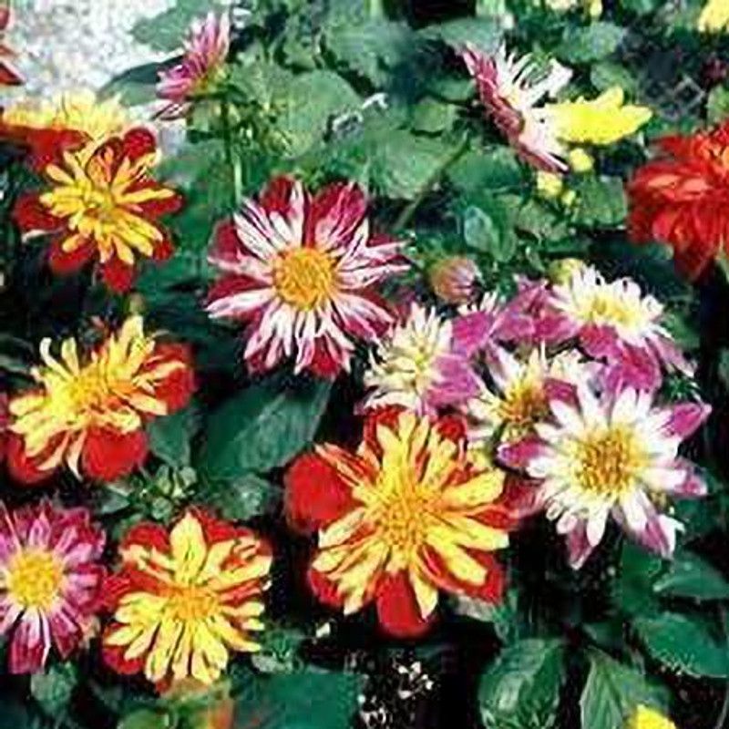 KANAYA Dahlia Double Figaro Seed  (18 per packet)