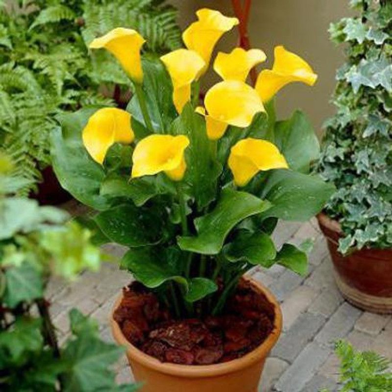 ANGIOOUTLETS Cally lily yellow Flower bulbs Pack of 2 Bulbs for pots and gardening. Seed  (2 per packet)
