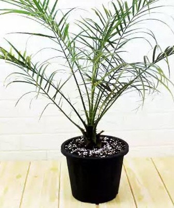 BONOBIBTHI Phoneix Palm Plant  (Hybrid, Pack of 1)