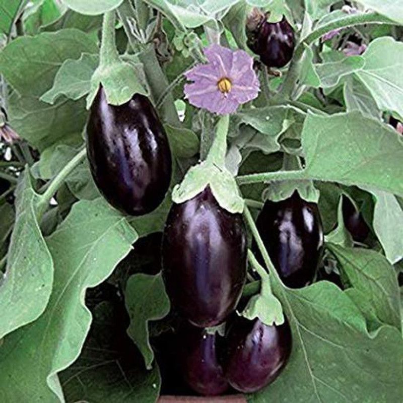 Entacloo Brinjal  (Hybrid, Pack of 1)