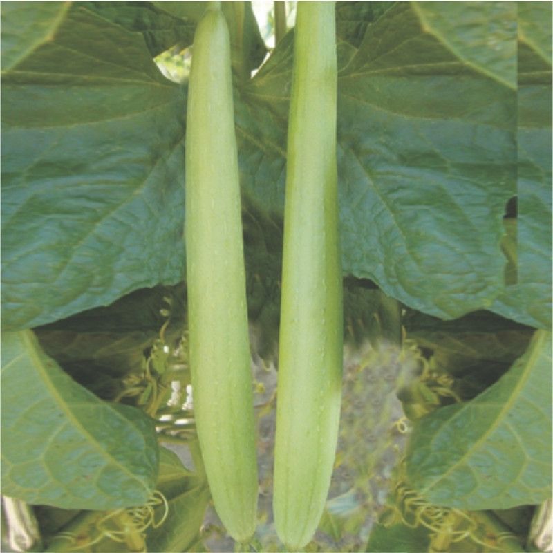 UGRA Smooth Sponge Gourd Tori Seed  (500 per packet)