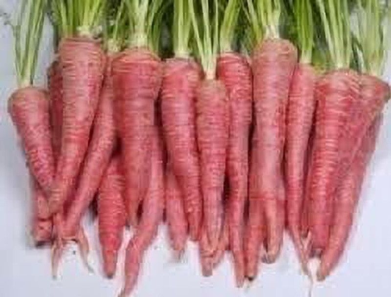 PMB Organic red carrot Seed  (28 per packet)