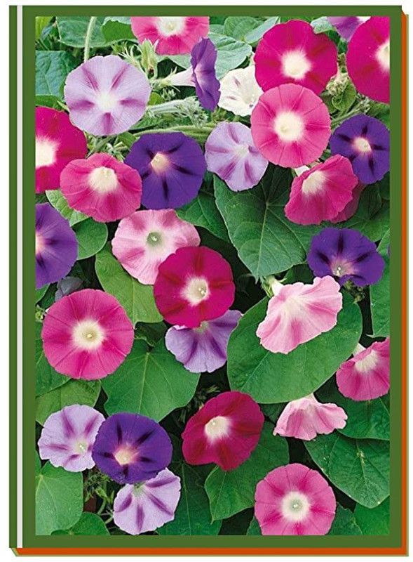 KANAYA Morning Glory Flower Seeds Seed  (37 per packet)