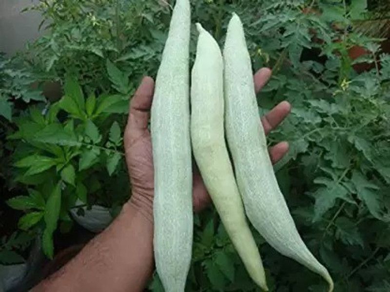Chalisa Snake Gourd Seed  (60 per packet)