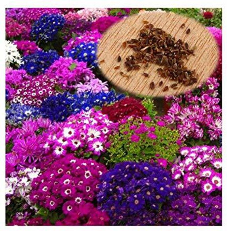 XOLDA Cineraria flower Seed  (22 per packet)