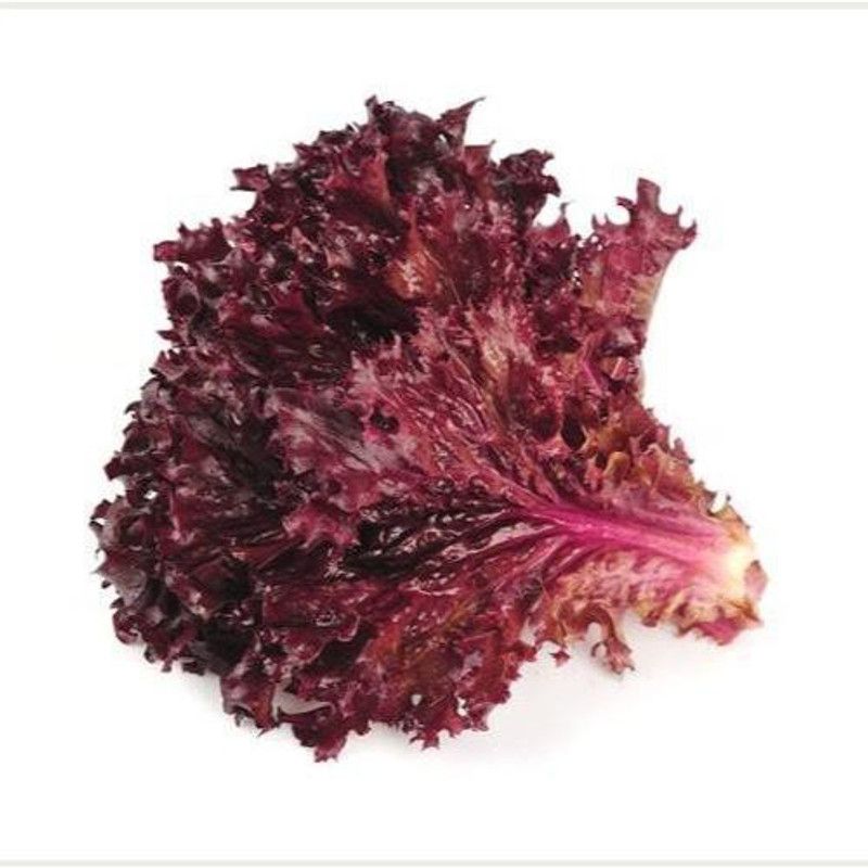 Nodoc Red lettuce Seed  (51 per packet)